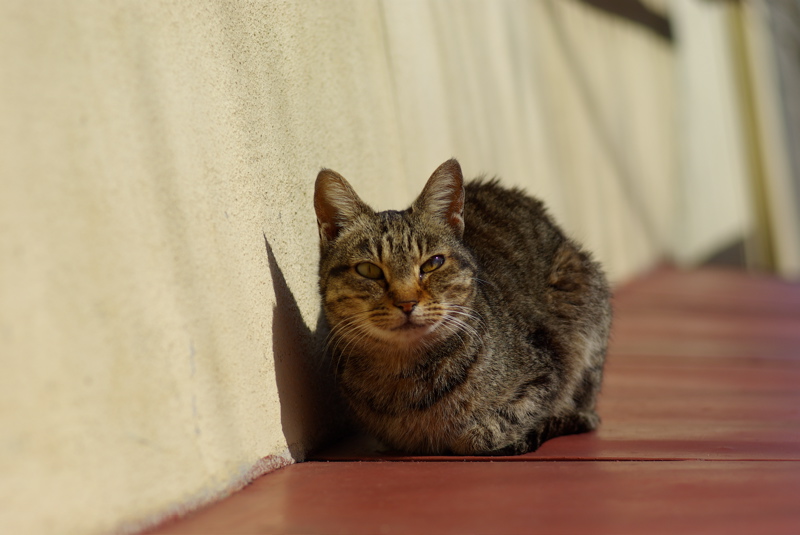 ３月尾道猫その３（海雲塔の猫たち）_a0009554_1944688.jpg