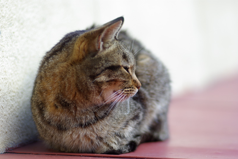 ３月尾道猫その３（海雲塔の猫たち）_a0009554_1972312.jpg