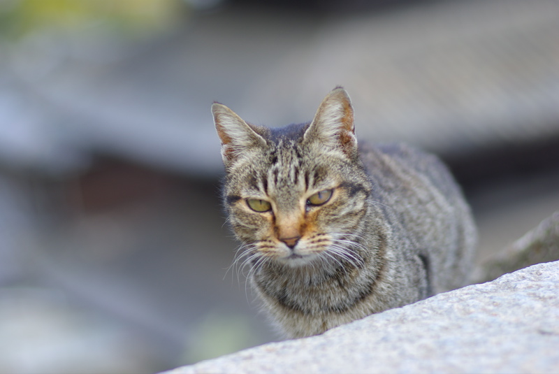 ３月尾道猫その３（海雲塔の猫たち）_a0009554_1992937.jpg