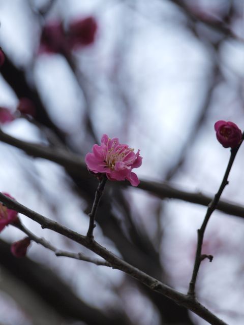 山形のスギ花粉は小康状態_e0084756_1042239.jpg