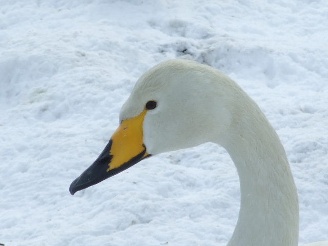 b0165760_2011144.jpg