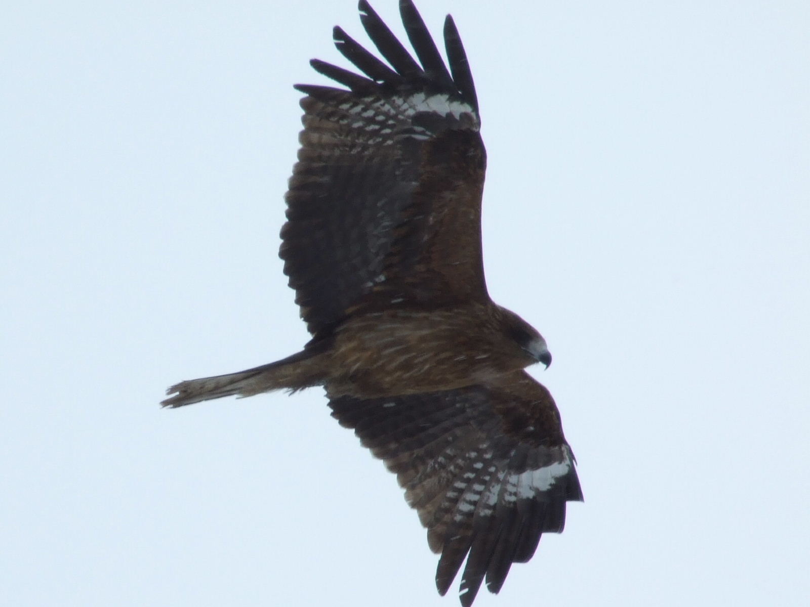 b0165760_20122086.jpg