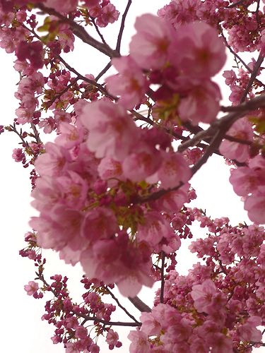 代官山　西郷山公園 から　WBC日本2連覇☆おめでとうございます。* *。:☆.。† ♡_a0053662_23265123.jpg