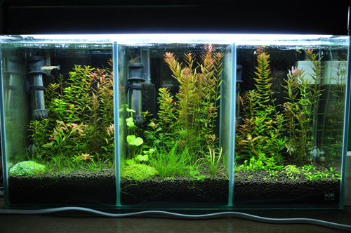 Eca ブライティk グリーンブライティ添加比較 Aqualiving Eca ブライティk グリーンブライティ添加比較 Aqualiving