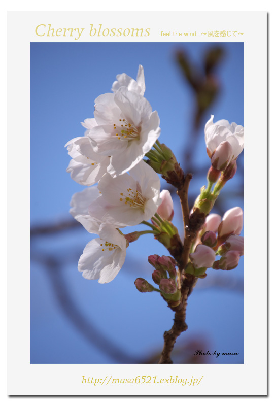 桜が咲きました＾＾_f0063363_2214975.jpg