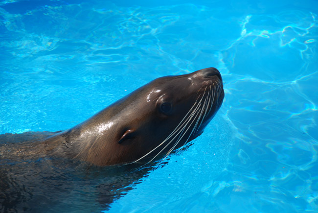 【　円山動物園　3　】_c0094572_11515127.jpg