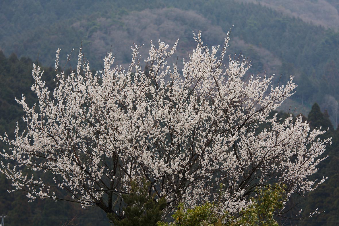 　　　　　　　水郷めぐり_a0050473_20223460.jpg