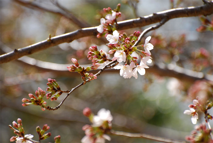 ≪桜　Ⅱ≫_f0108478_10281390.jpg