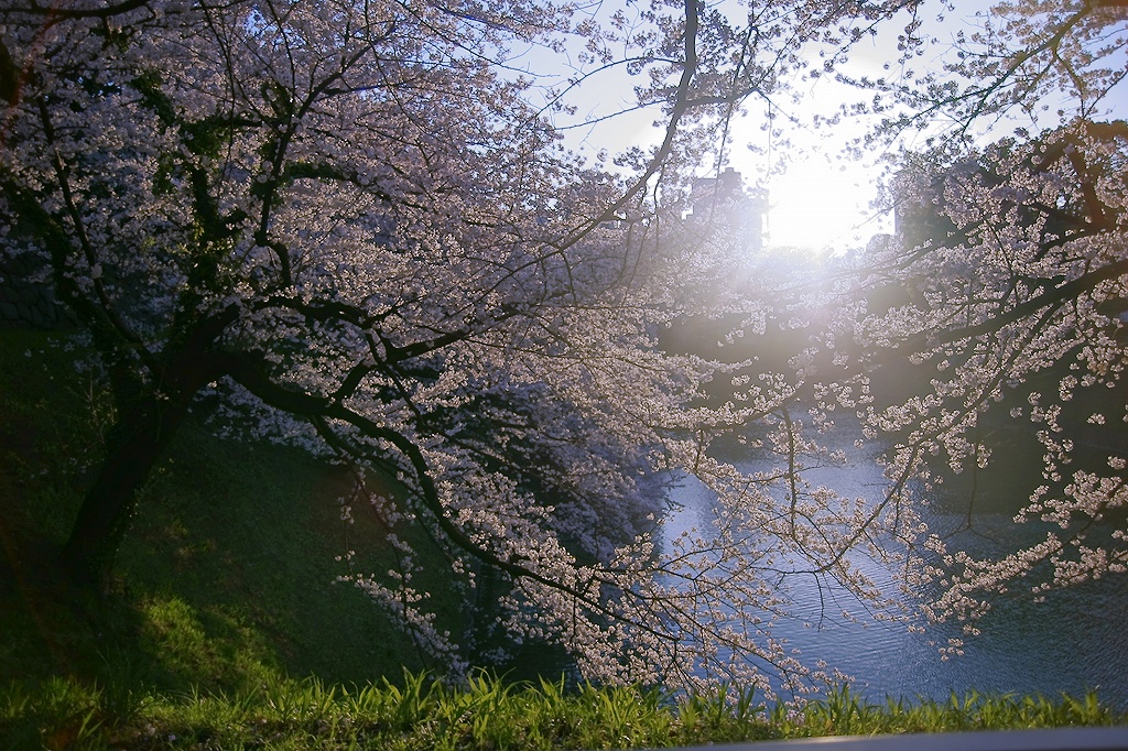 夜桜、目前。_b0164779_005741.jpg