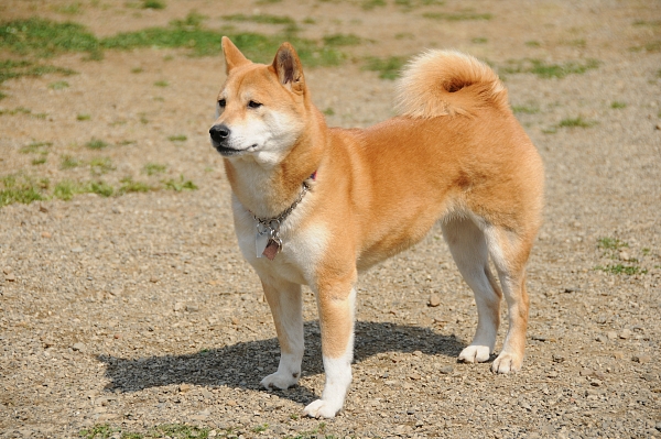 とぶき　200903 05_c0109780_1723238.jpg