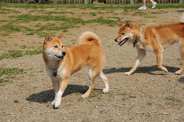 とぶき　200903 05_c0109780_1723303.jpg