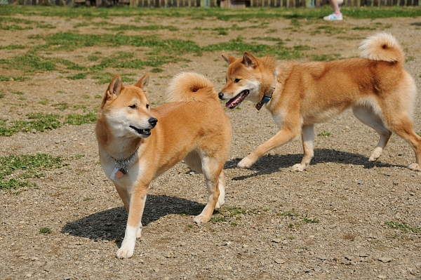 とぶき　200903 05_c0109780_17233819.jpg