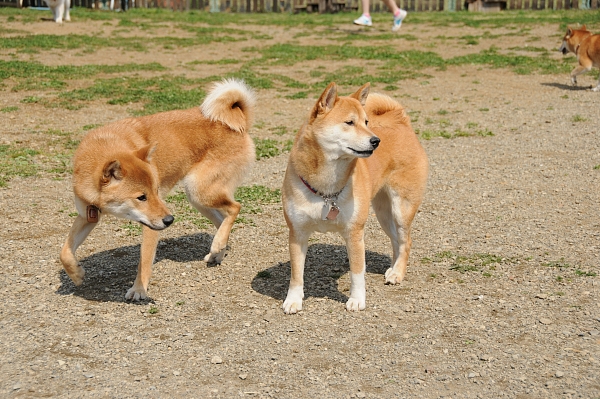 とぶき　200903 05_c0109780_17235286.jpg
