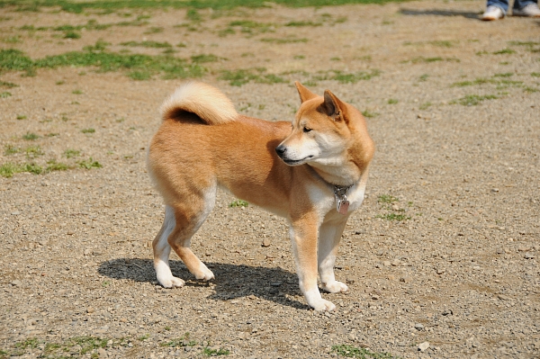 とぶき　200903 05_c0109780_1723632.jpg