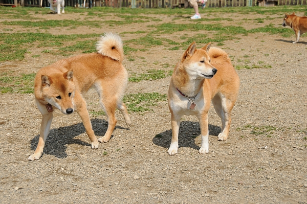 とぶき　200903 05_c0109780_1724235.jpg