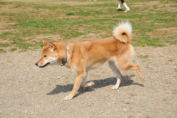とぶき　200903 05_c0109780_1724968.jpg