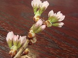 c0096685_226651.jpg