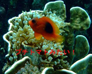 ラチャヤイ島いい感じぃ~~♪_f0144385_2012634.jpg