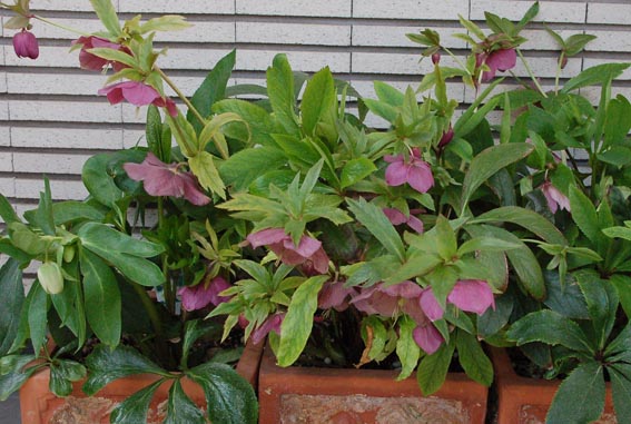 f0094391_910548.jpg