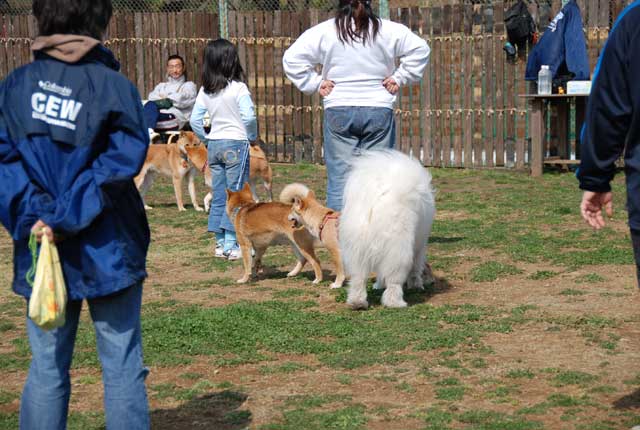 遅くなりましたが土曜日の柴犬のオフ会に参加してきました_b0120492_14194920.jpg