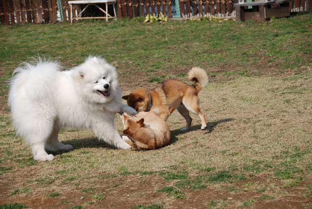 遅くなりましたが土曜日の柴犬のオフ会に参加してきました_b0120492_14215549.jpg