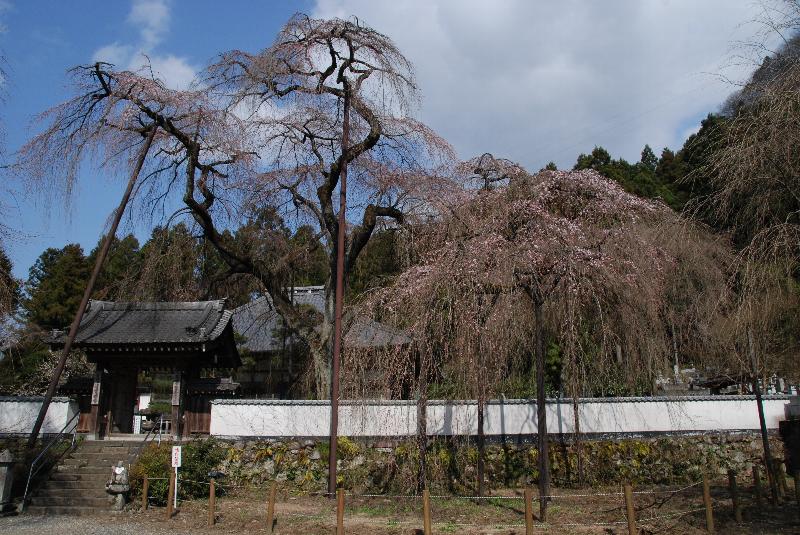 清雲寺のしだれ桜(3)_e0124594_2103331.jpg