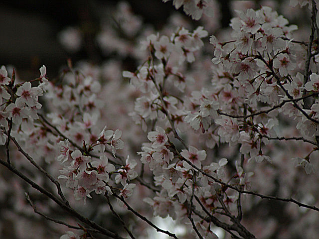 sakura_c0129300_11401242.jpg