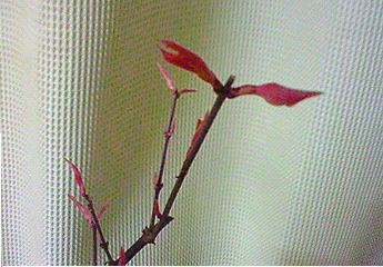 f0187700_11491831.jpg
