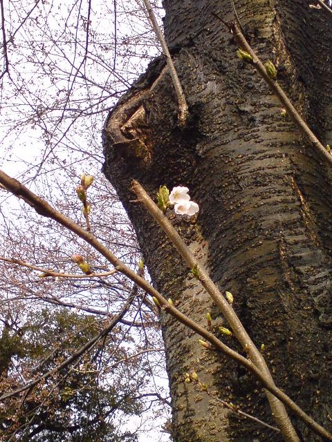 e0080201_1663182.jpg
