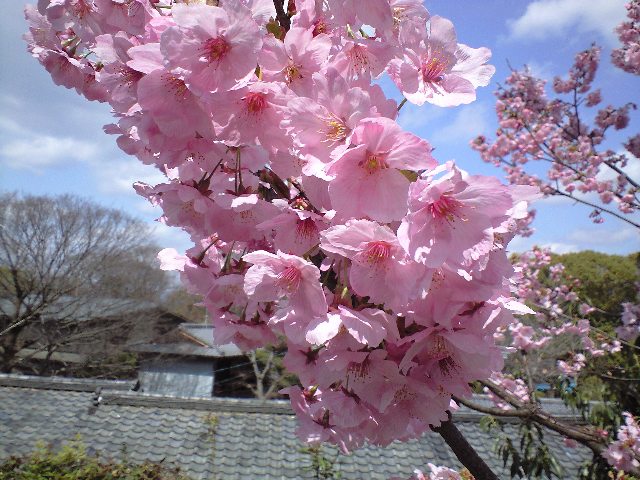 都に桜が咲き始めました_d0000607_0214630.jpg