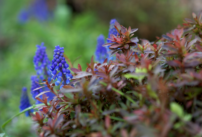 　　雨上がりはAF-S Micro NIKKOR 60mm F2.8G　に限りますｗ。_b0157409_19351821.jpg