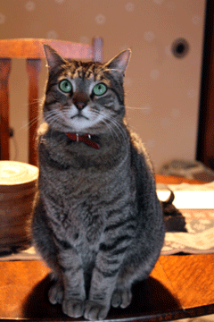 e0156015_19563520.gif