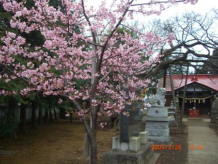星影神社の狛犬_d0065324_10271056.jpg