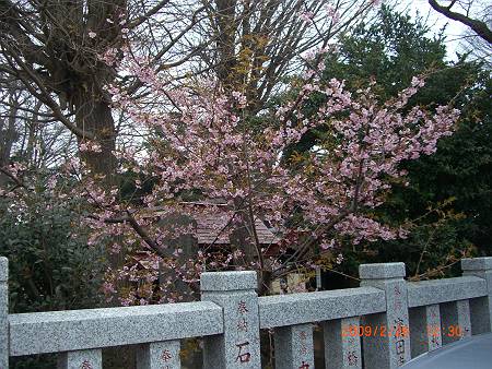 星影神社の狛犬_d0065324_9414959.jpg