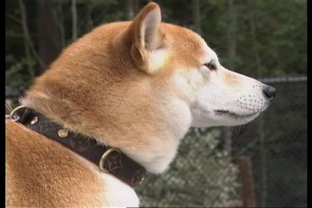 ｗｂｃ優勝おめでとう 柴犬ツンの甘噛み日記