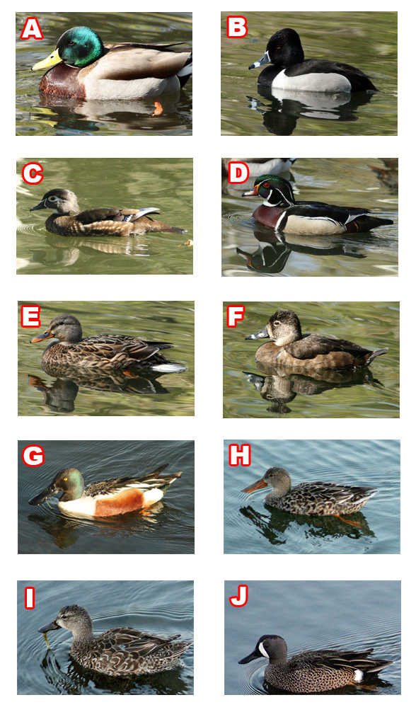 水鳥のカップル当てクイズ A Little Something To Say From California 水鳥のカップル当てクイズ A Little Something To Say From California
