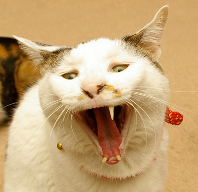 出たな!物の怪!_a0028451_12451098.jpg