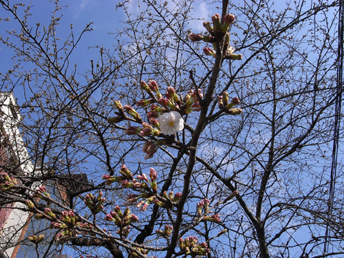 高瀬川沿いの桜、咲き染め_a0004752_227457.jpg