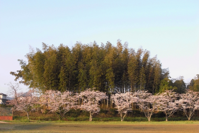 竹林と桜_b0114756_21195730.jpg