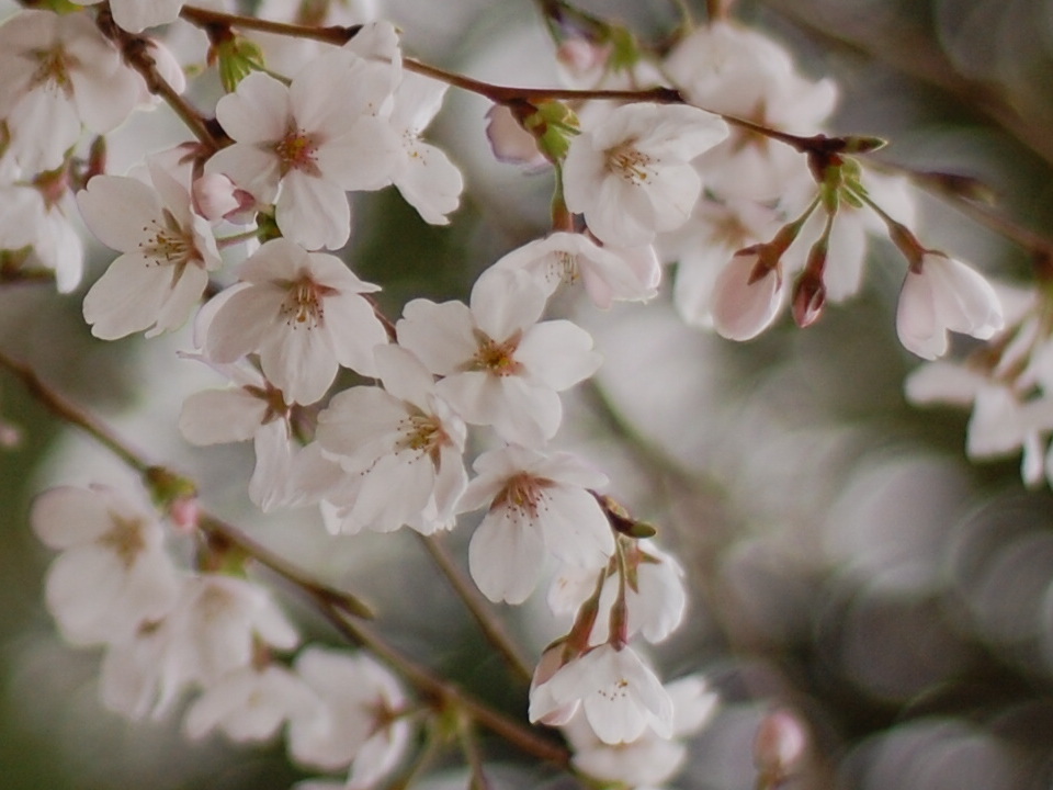 桜の花_b0105258_23205548.jpg