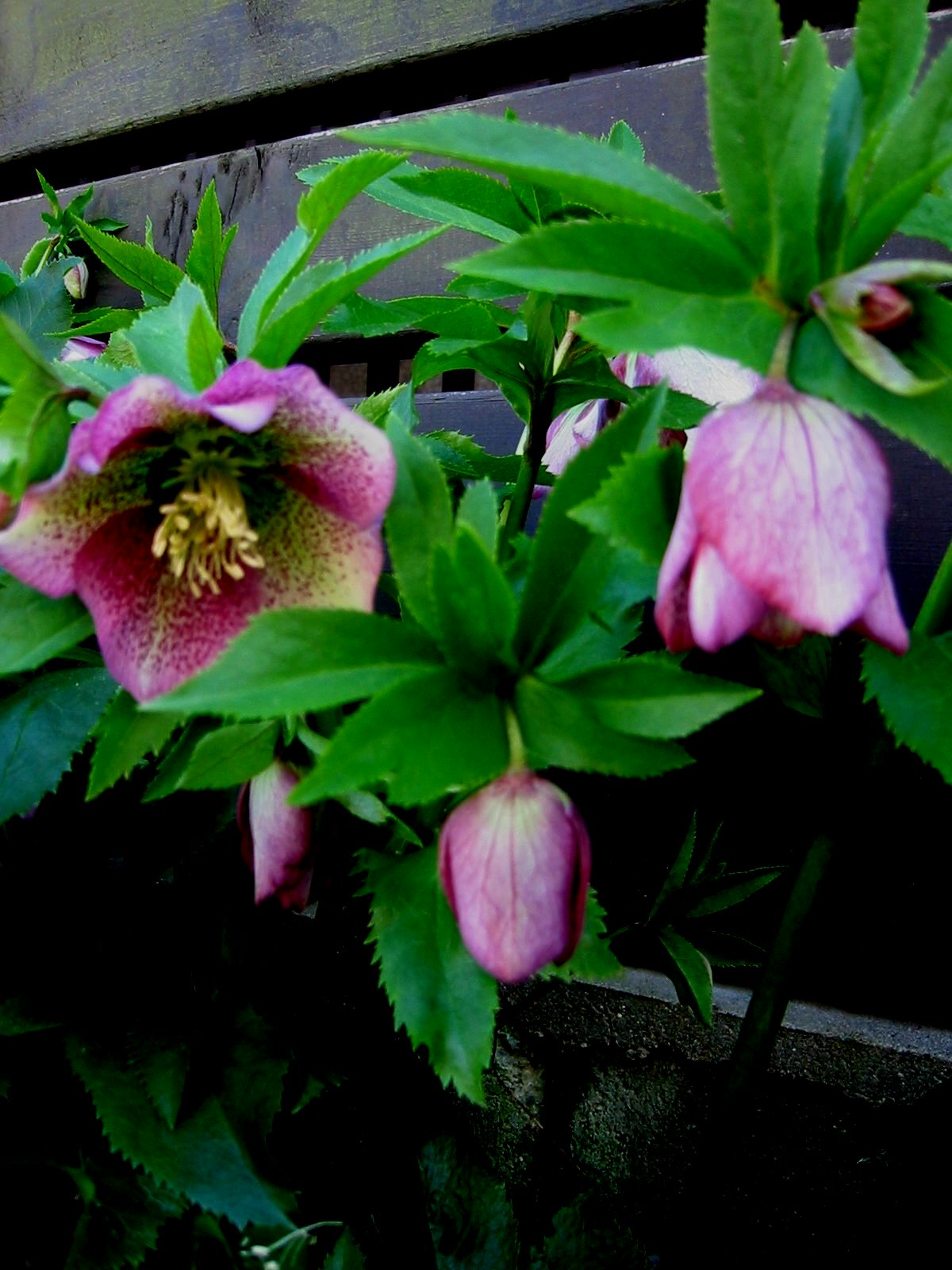 e0172160_15435125.jpg