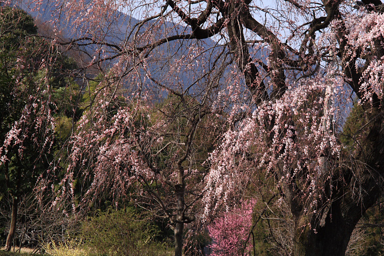 　　早くも枝垂桜が見頃を_f0129465_21252154.jpg