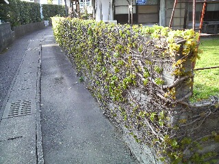 芽吹き_f0121167_13424869.jpg