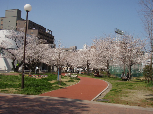 山王公園の桜_a0077071_15464163.jpg