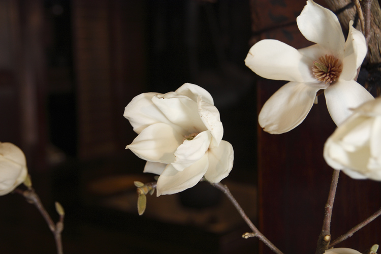 モクレンの花_c0054876_18433662.jpg