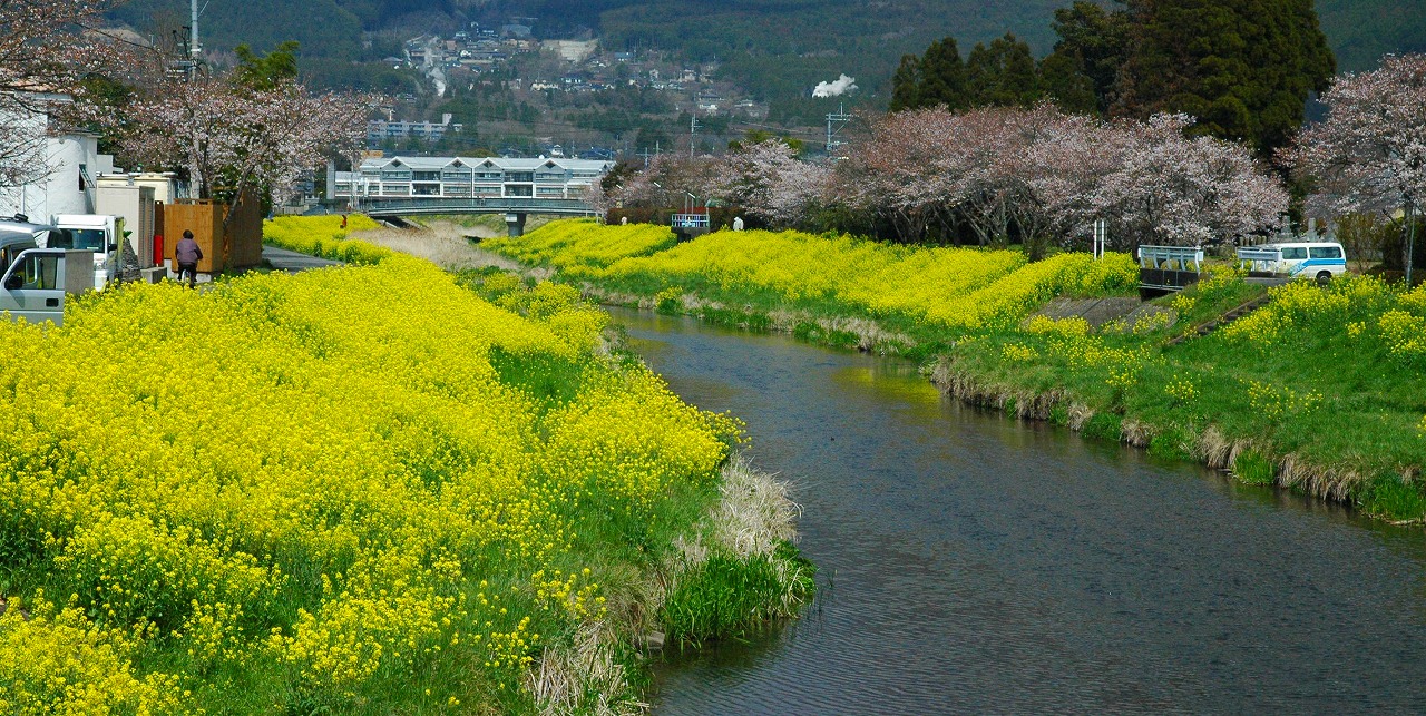 由布院に 桜 10 開花 と菜の花の季節がやって来ました Masashi Ohta S Blog Wonder Wonder