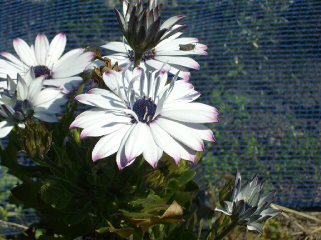 今年 初めて見るマイマイガ ブルーベリー栽培 ブルーベリーの育て方 栽培 ブルーベリー ノート Blueberrynote