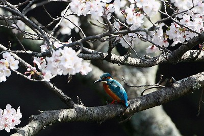 野鳥アルバム_b0047179_17394286.jpg