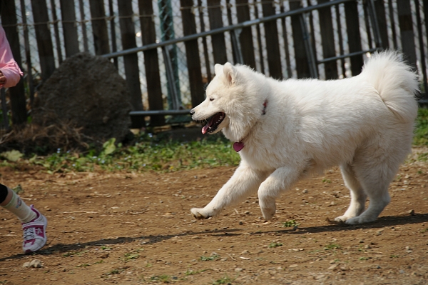 とぶき　200903 06_c0109780_19112649.jpg