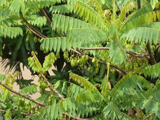 c0175883_17165563.jpg